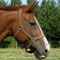 Bientôt un label pour le cheval vendéen